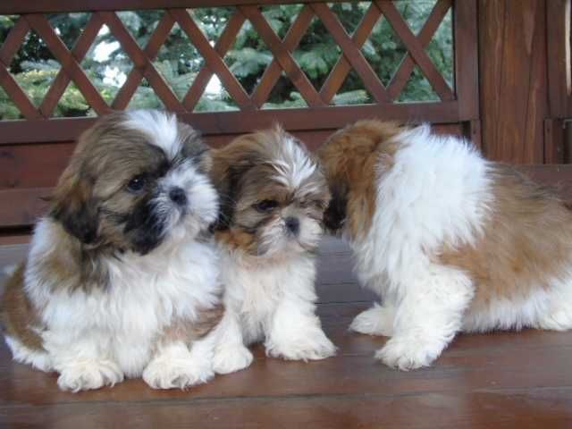 Shih Tzu tricolor piesek