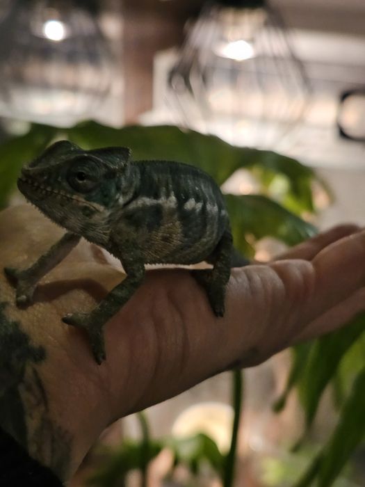 Jaszczurka lamparcia samiec samica