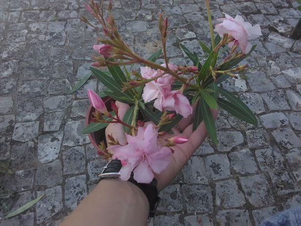 Plantas de oleandro flor rosa  em vaso