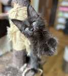 Kotka Maine Coon czarna