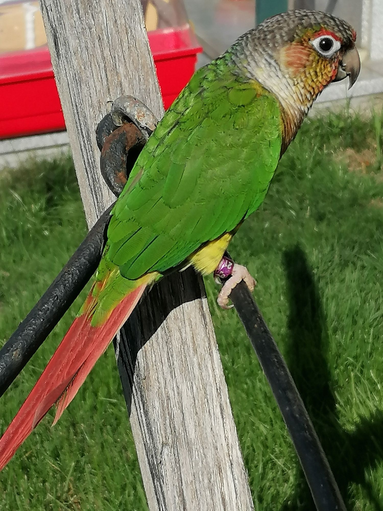 Agapornis criados a mão.