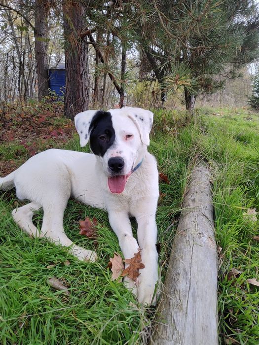 Set szuka fajnego domu