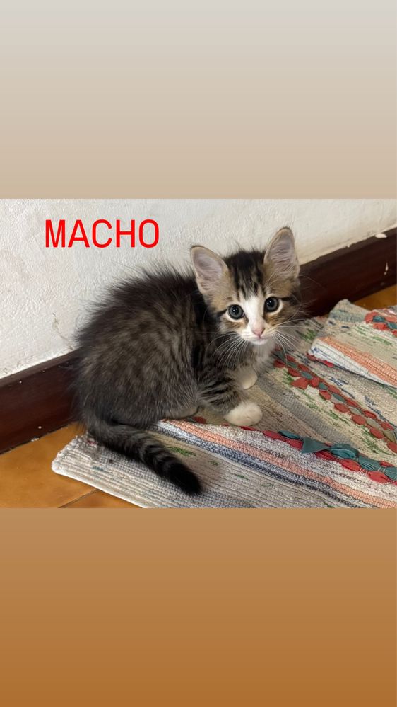 Gatinhos bebés para adoção ( 2 Machos e 1 Fêmea)
