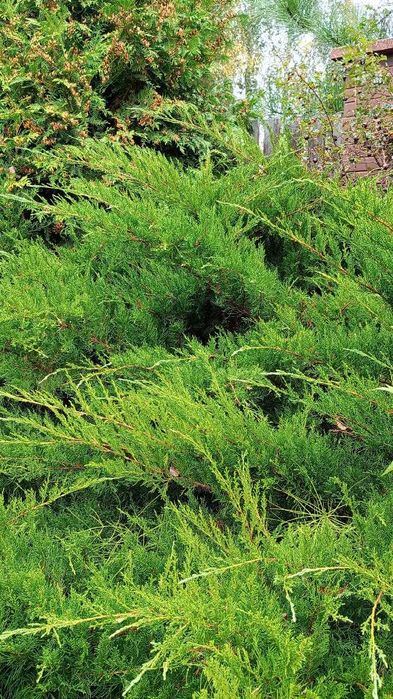 jałowiec niekłujący tuja gałęzie 3 kg stroisz na wianki stroiki