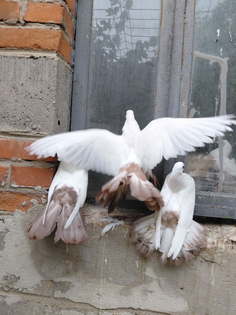Gołębie pawiki czerwony żółty ogon
