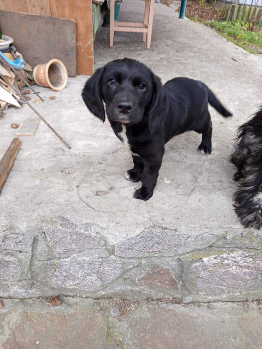 Дівчинка красуня три місяці