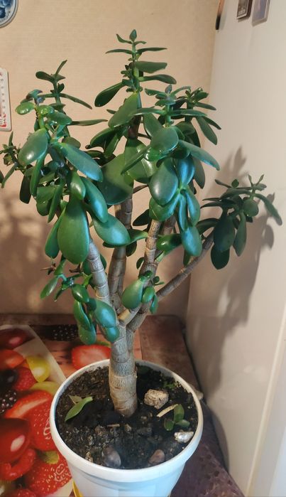 комнат. растен. "Денежное дерево" разных размеров, с горшком -4 года