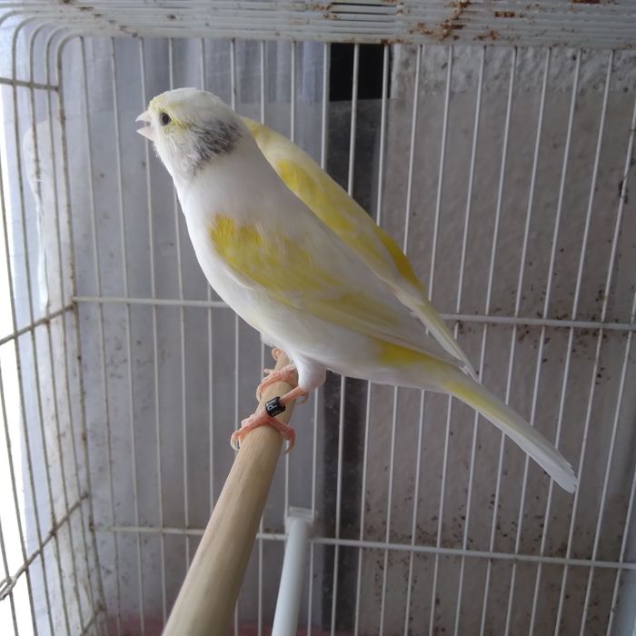 Canárias Timbradas espanhol