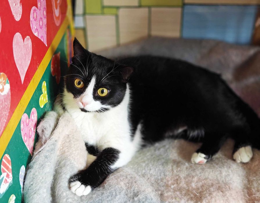 Маюша чекає на людину, якій подарує любов! кішка 1рік кошка кіт кошеня