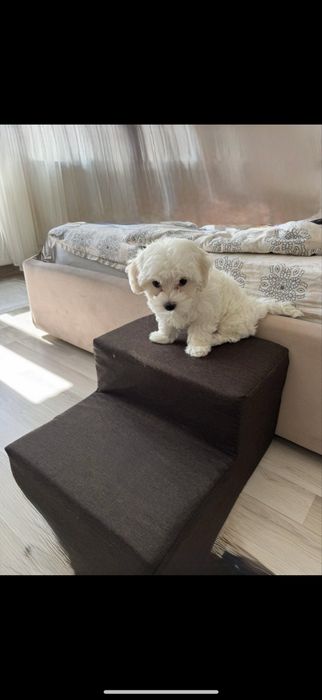 Тедди мальтипу ‼️ мальтіпу,