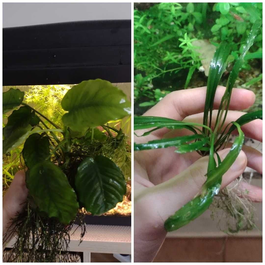 15 espécies de plantas aquáticas (faço envios)
