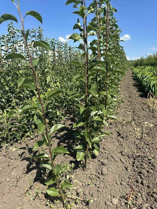 Саджанці плодових Персик Груша Яблоня Вишня Абрикос,Колоновидні,є все