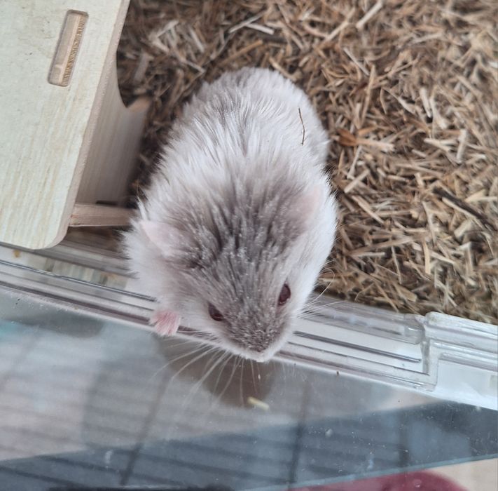 Chomiczki mlode zabajkanskie samce samica satynowe