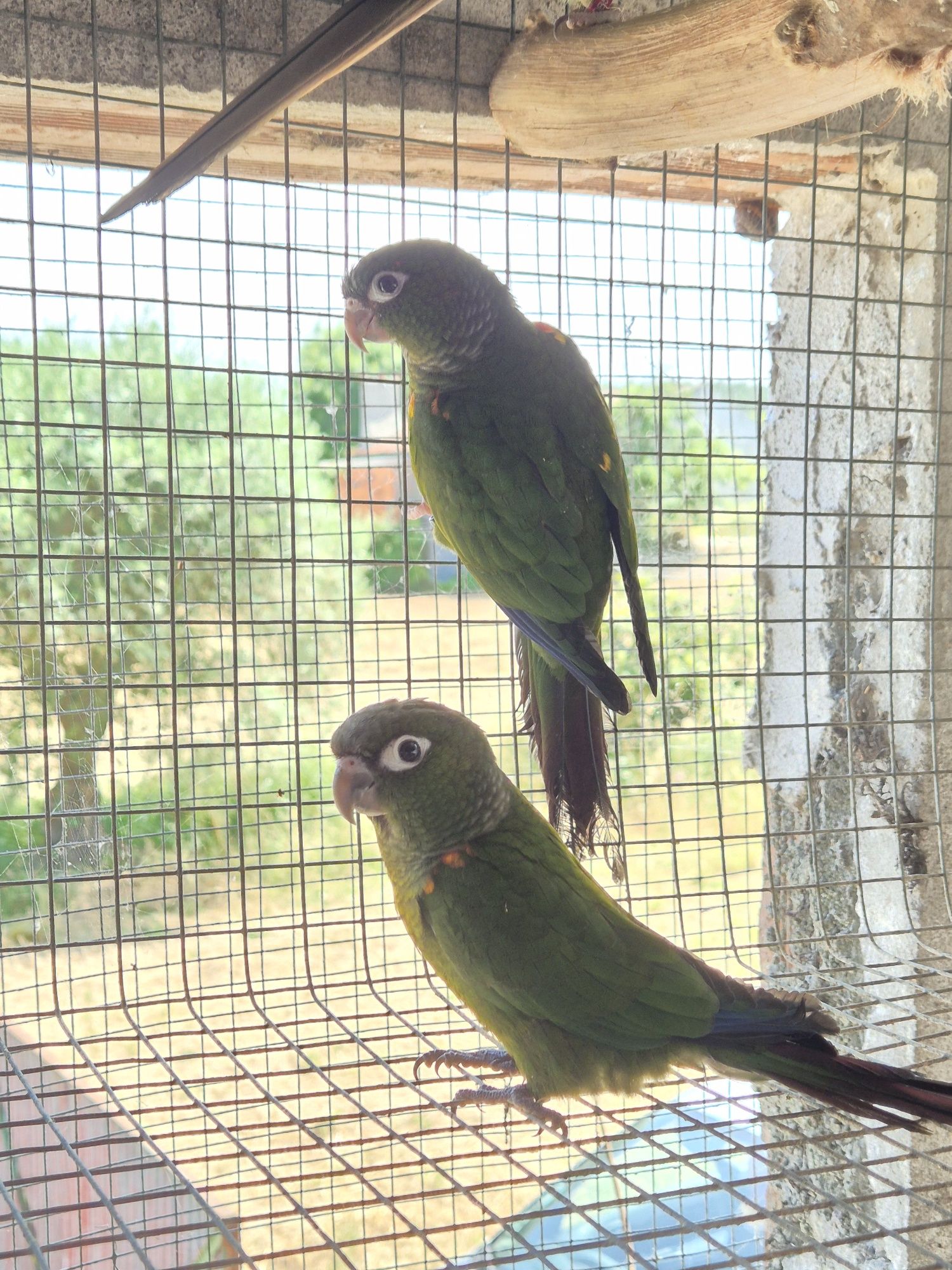 Pyrrhuras Egregias