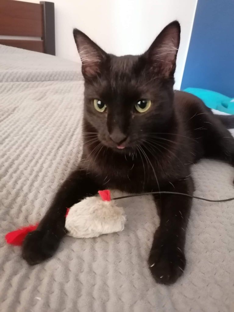 Franio ma marne szanse na adopcję!