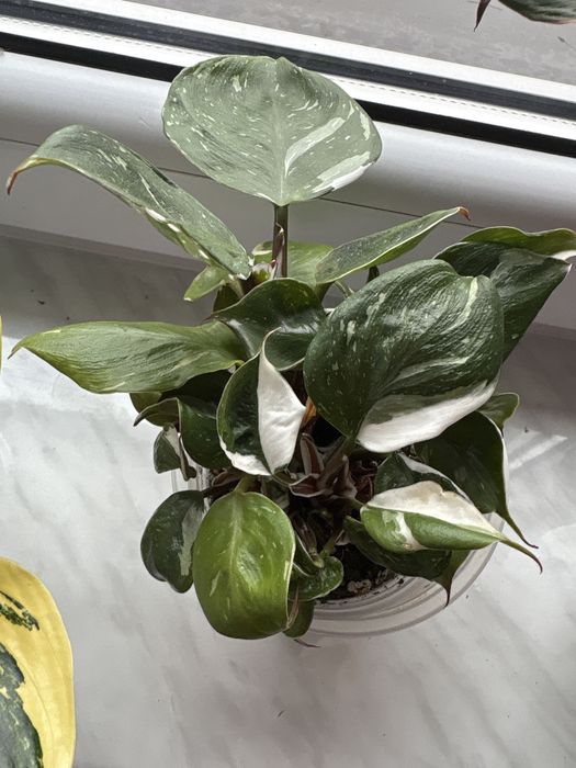 Philodendron white knight