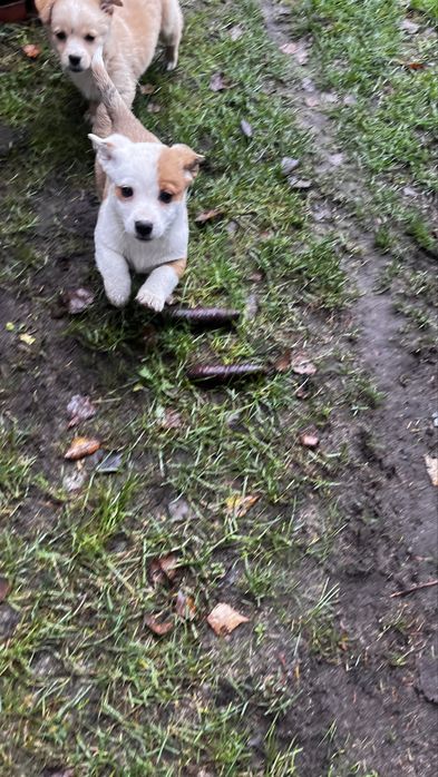 Oddam pieski w dobre ręce