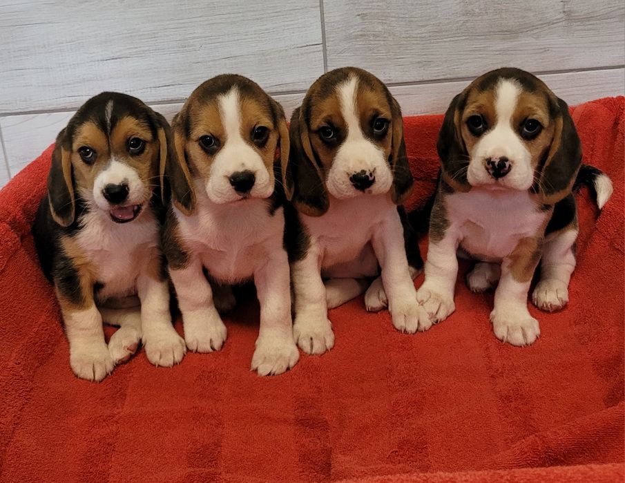 Beagle Szczeniak Tricolor Suczka Piesek