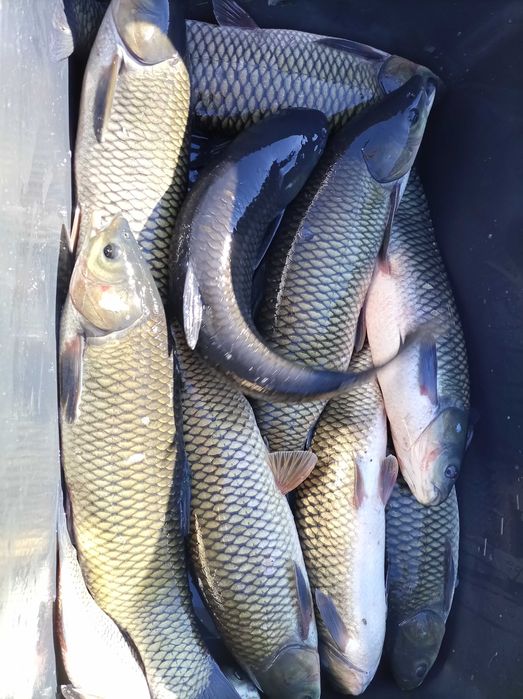 Jesiotr 1,7-2,8 kg , karp amur szczupak tołpyga