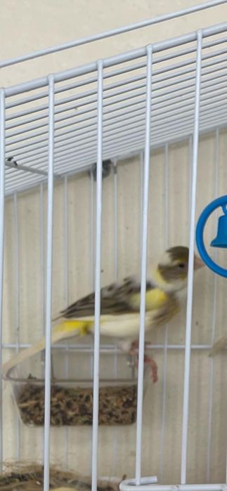 Canarios , periquito