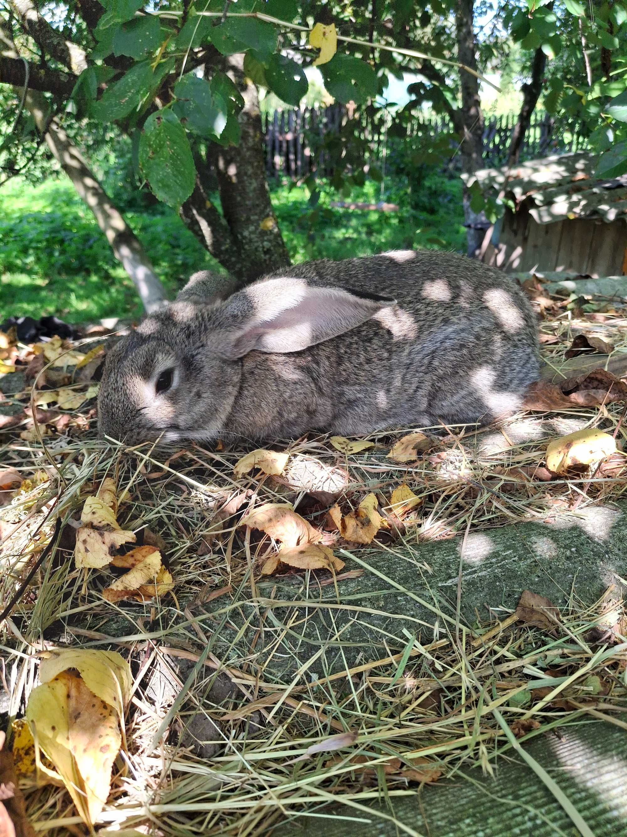 Продам або обміняю кролі