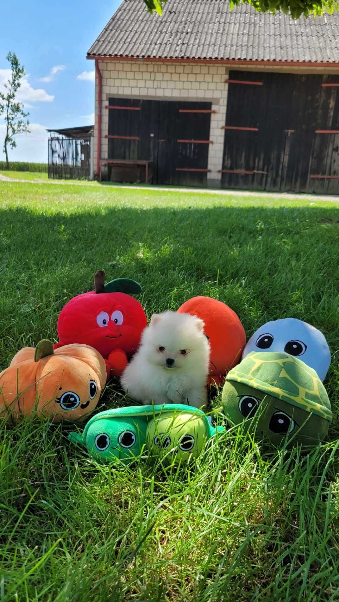 szpic miniaturowy