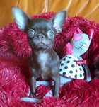 Dla konesera rasy Chihuahua CUDNA wyjątkowa czekoladowa suczka***FURIA