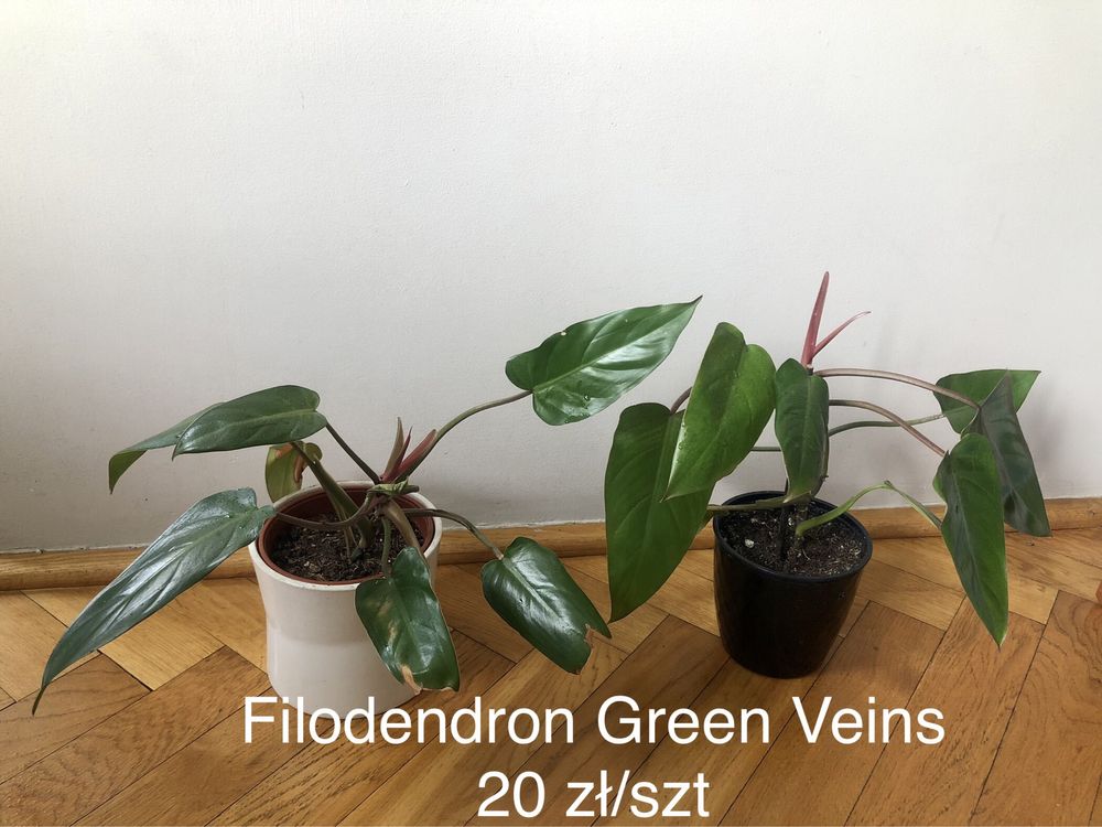 Rośliny doniczkowe: epipremnum, filodendron, sansevieria, zielistka!