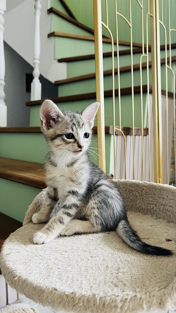 4 gatinhos para adoçao responsavel