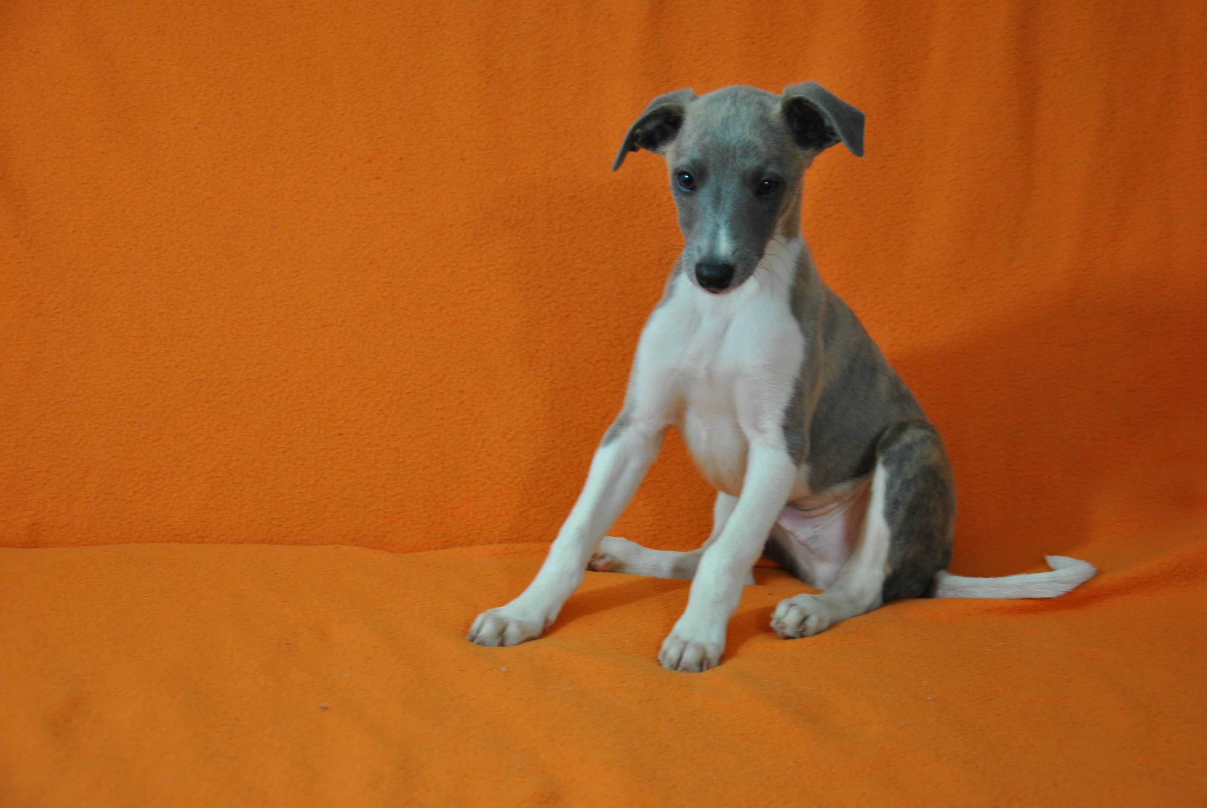 Chart angielski whippet