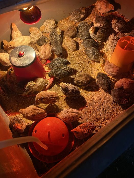 Codornizes de varias rassas com 3 semanas