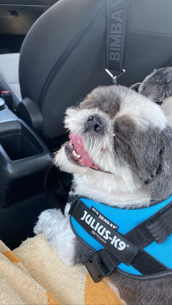 Pet sitter e Dog walker Oeiras