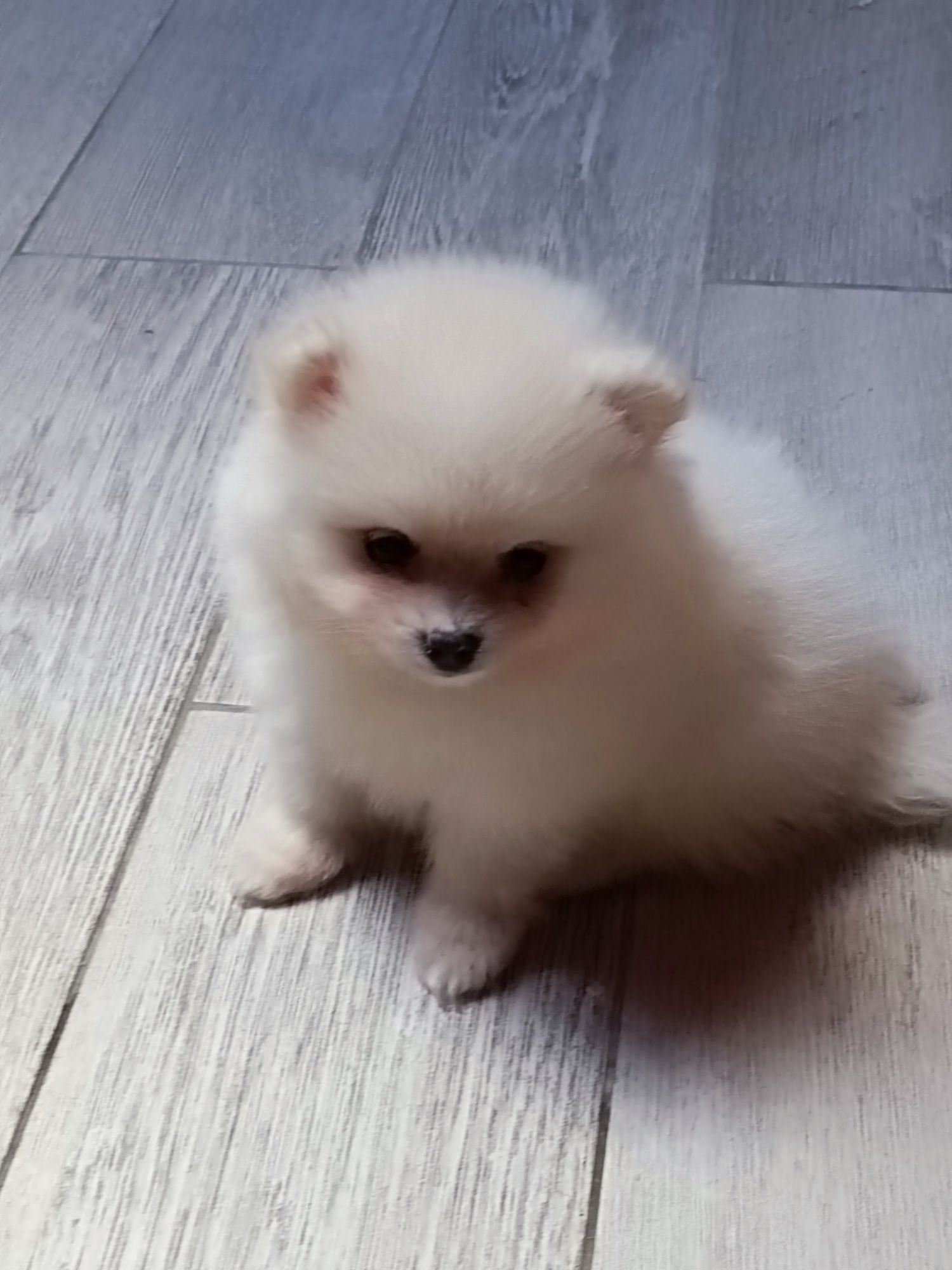 Pomeranian piesek