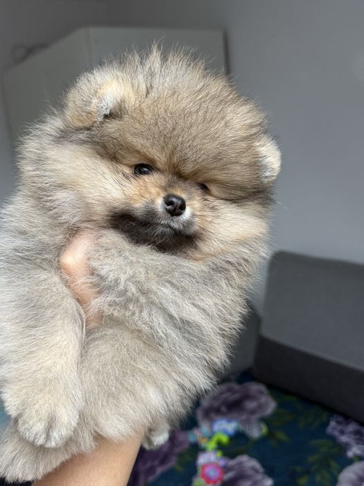 Szpic miniaturowy pomeranian