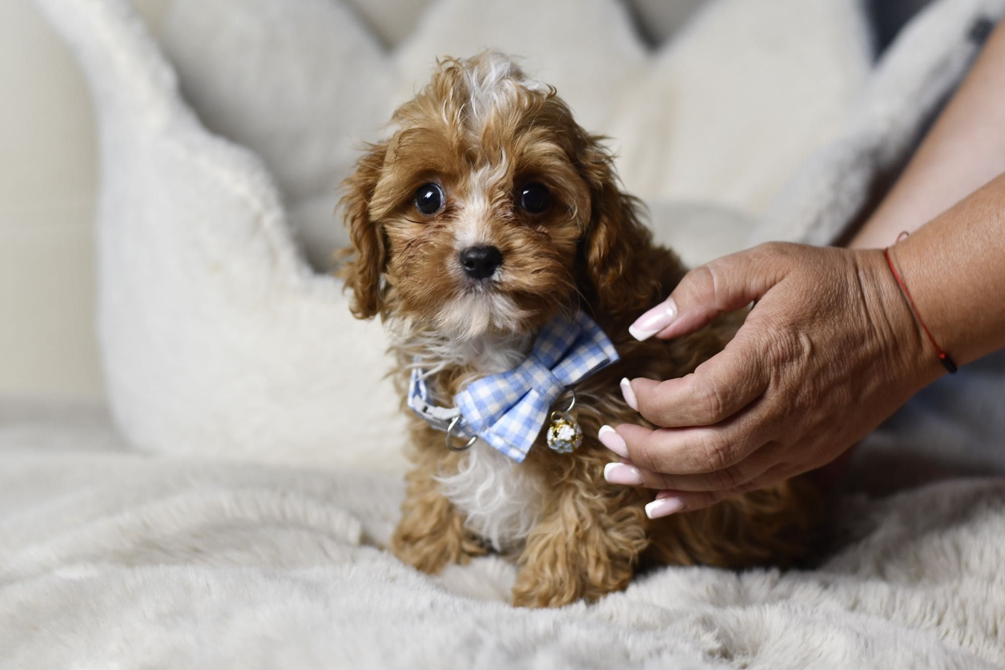 Cavapoo F1 RED BROWN wyjątkowy chłopiec gotowy do odbioru