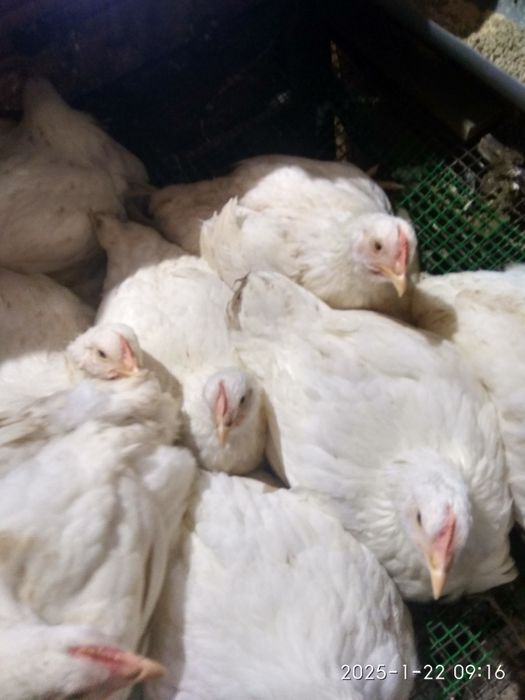 продам бройлеров