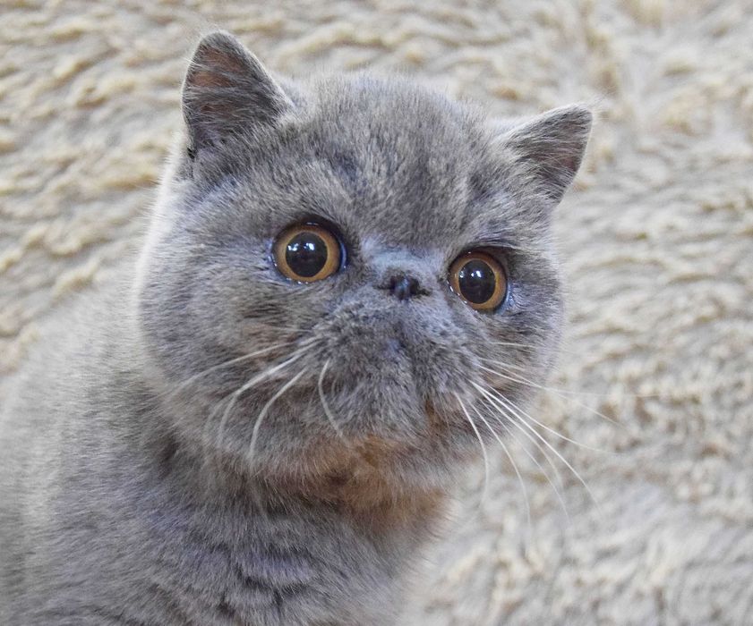 Kocurek egzotyczny krótkowłosy