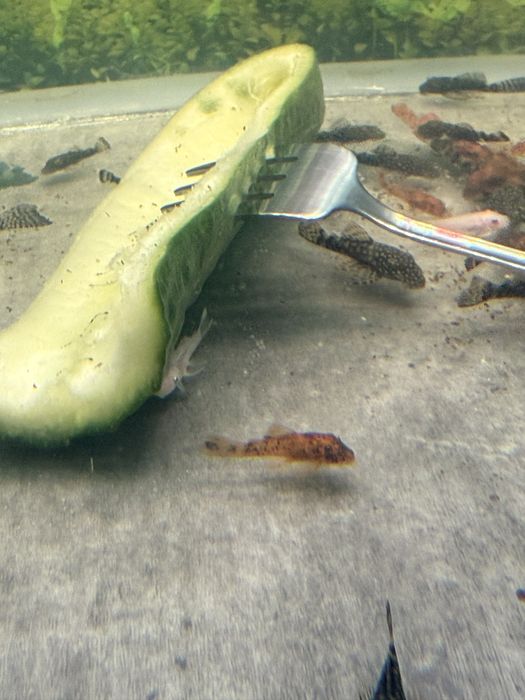 Zbrojnik glonojad Ancistrus sp CALICO