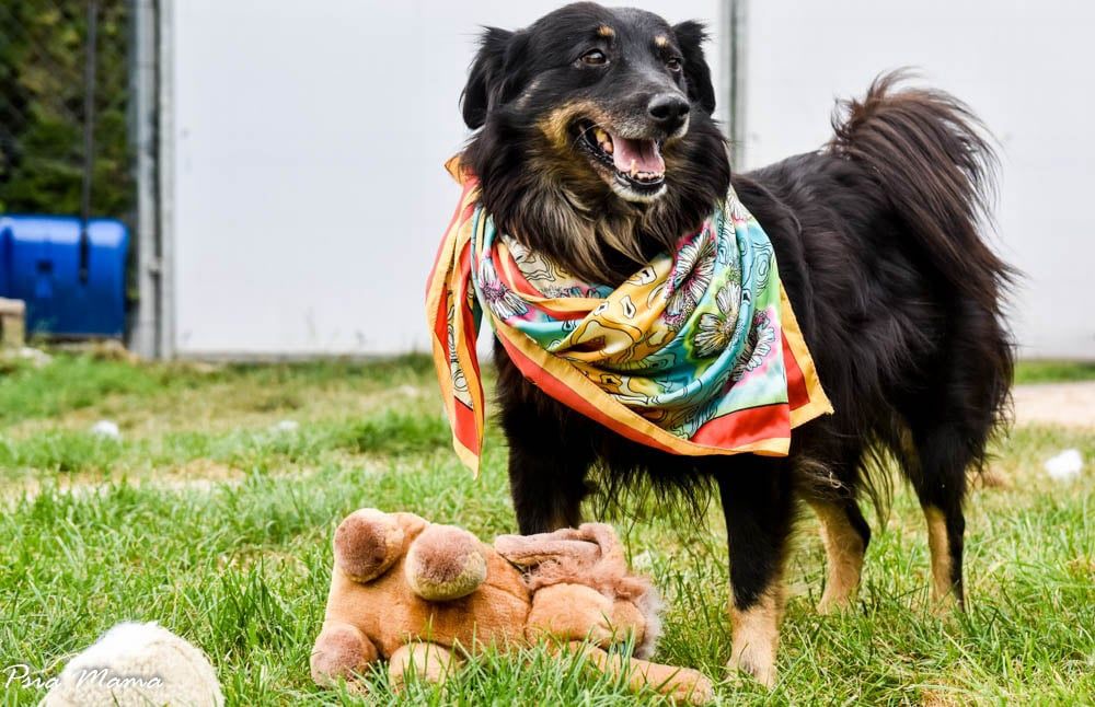 Fantastyczny i optymistyczny Hiden do adopcji!!! Pies na medal!!!