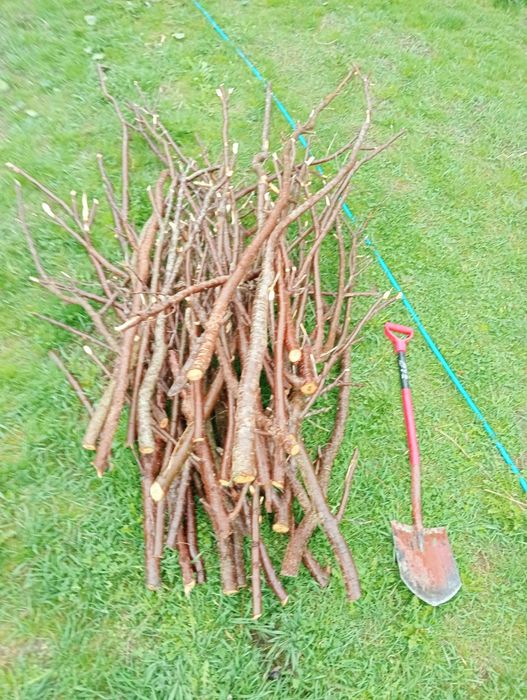 Śliwa drzewo do wędzenia, do wędzarni.