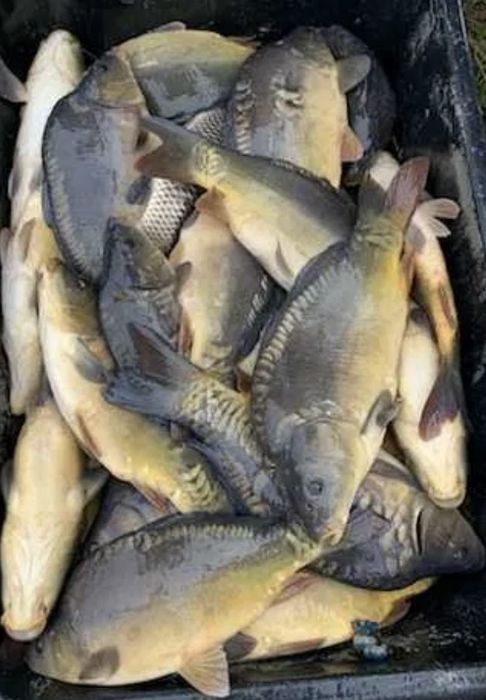 Karp  zywy na sprzedaz, polecam pyszna rybka !