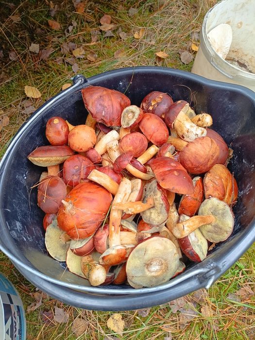 Grzyby sprzedam cena na priv