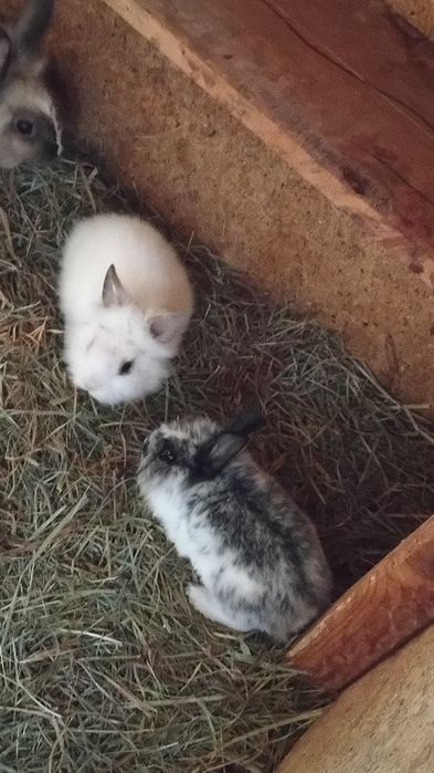 Króliczki miniaturki