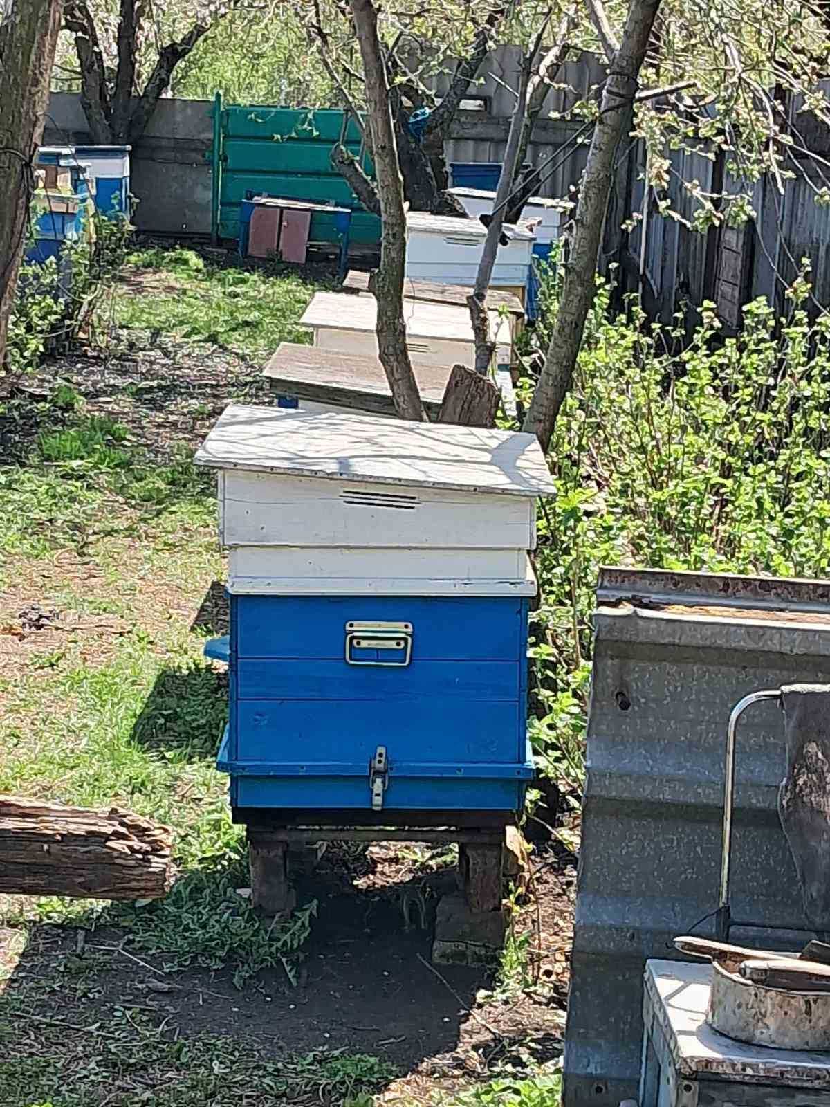 Продам бджолосім'ї та бджолопакети.