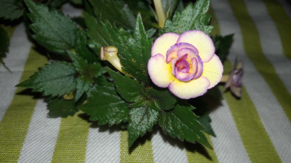 Цветок комнатный ахименес с яркими лиловыми пятнами сортовой махровый