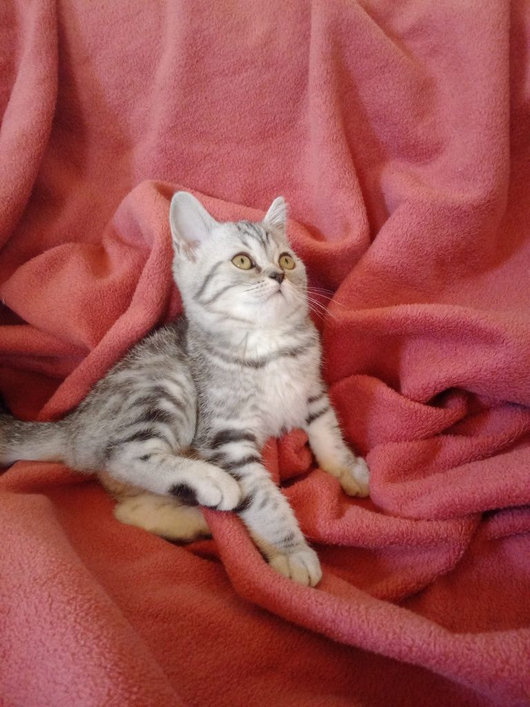 Uma princesa scottish staight