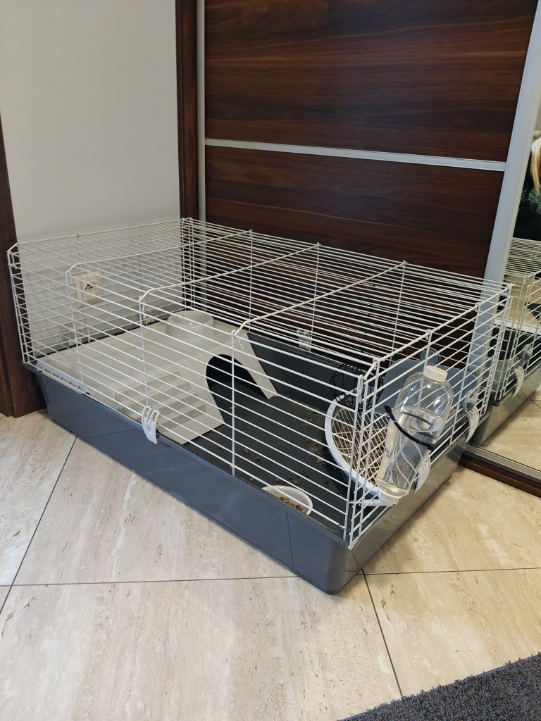 Królik mini loop