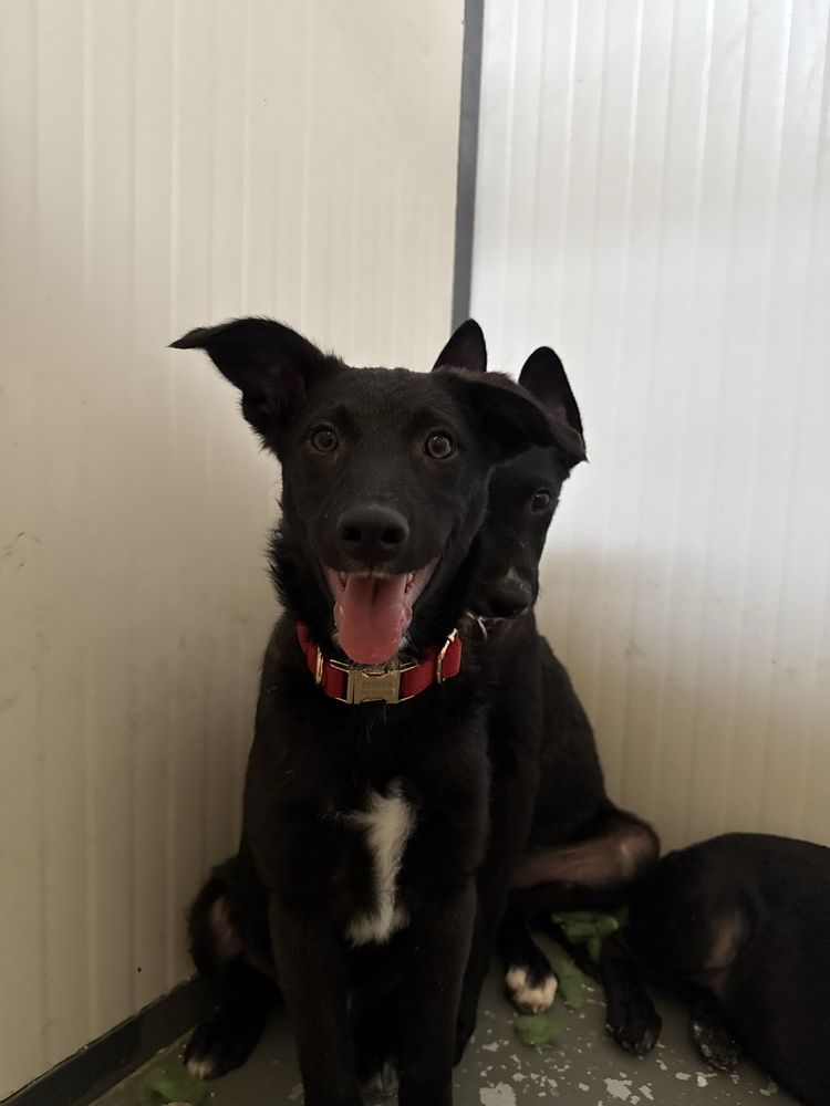 Cachorro 3 meses para adoção