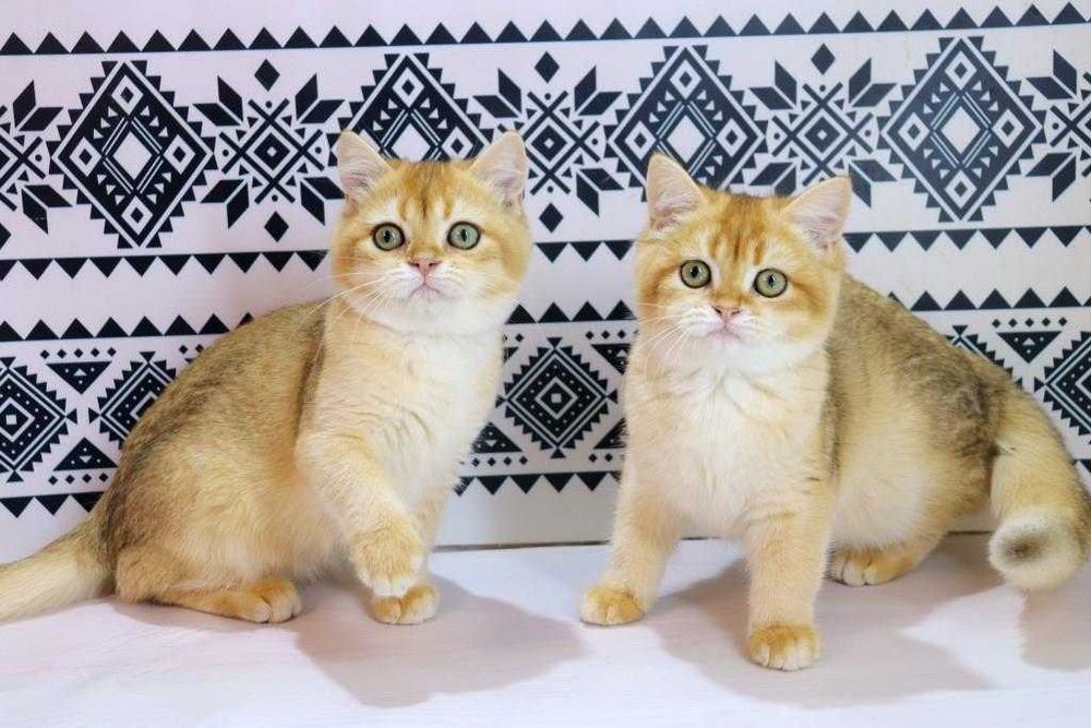 Очень милые котята с прививками и хорошими манерами