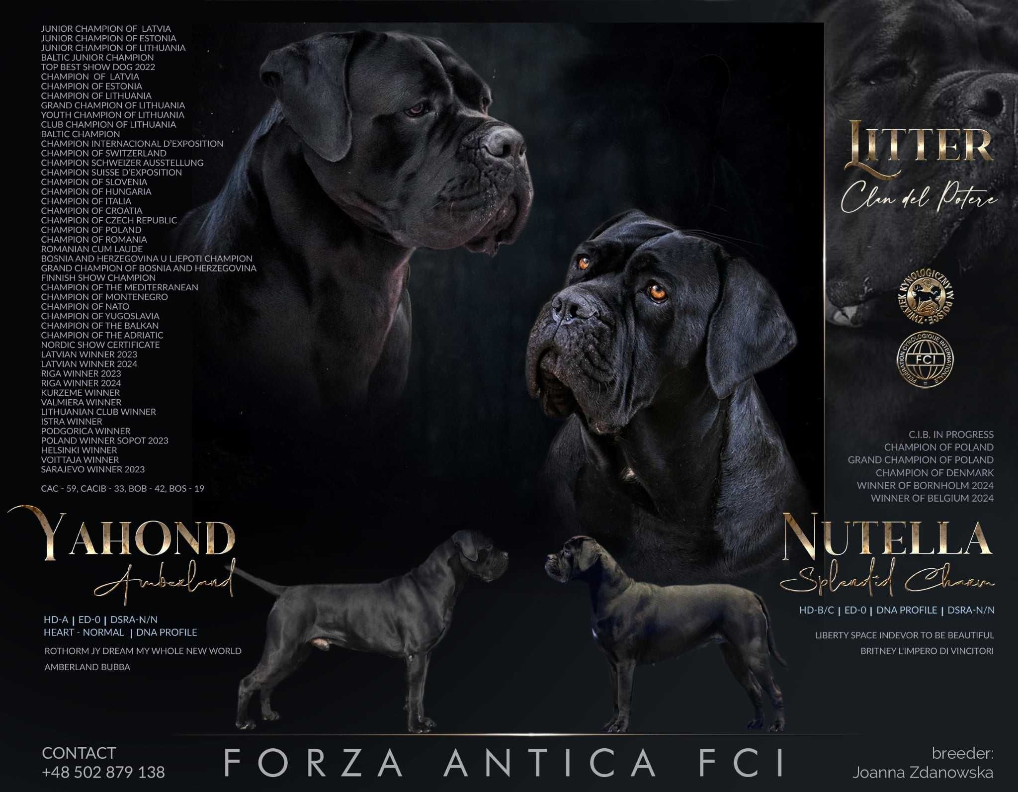 Suczka Cane Corso z elitarnego skojarzenia multichampionów